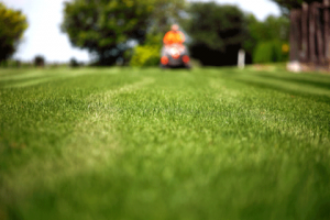 lawn care tips